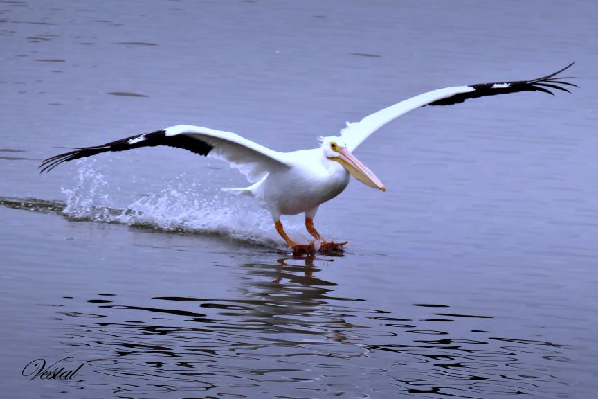 skiing-pelican